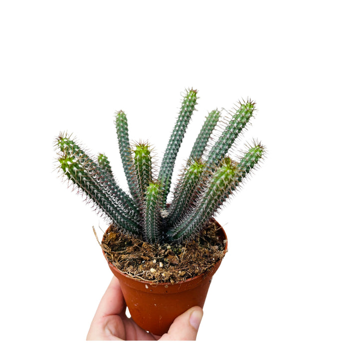 Euphorbia Baioensis