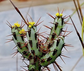 Euphorbia Aruginosa