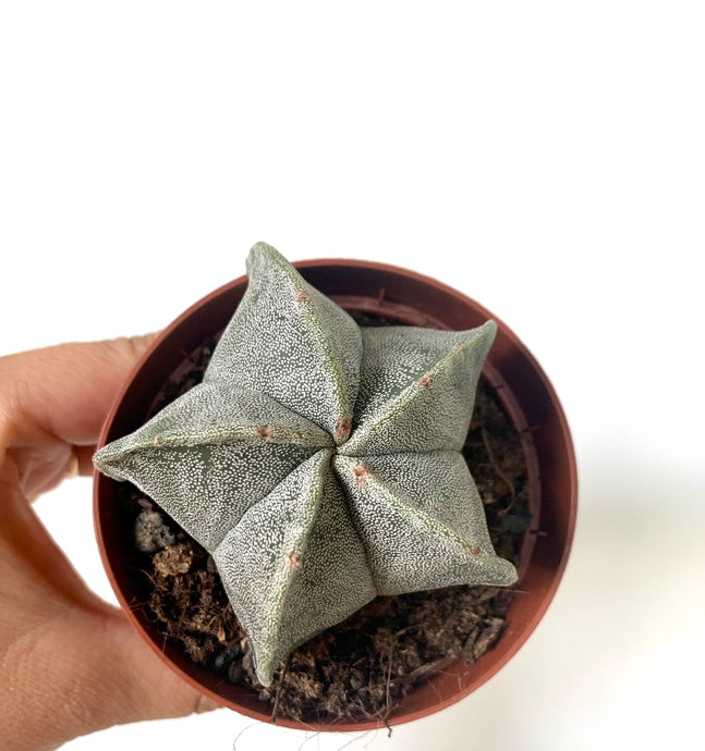 Astrophytum myriostigma in a pot with a diameter of 6.5 cm