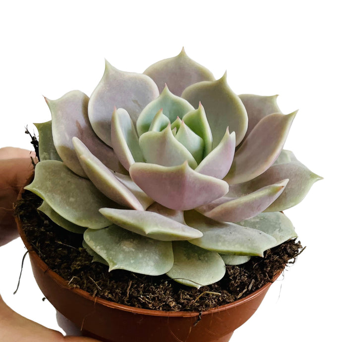 Echeveria Lola