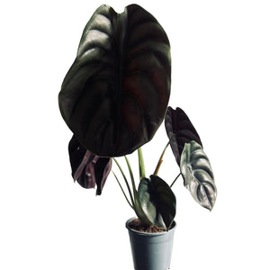 Alocasia Red secret