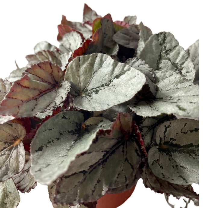 Begonia rex beleaf Silver fairy