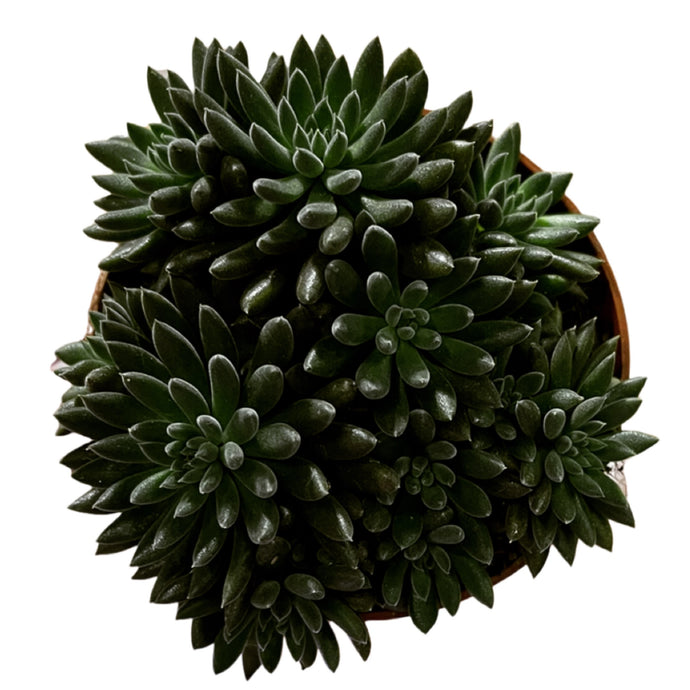 Sinocrassula yuanensis Napoli Noire