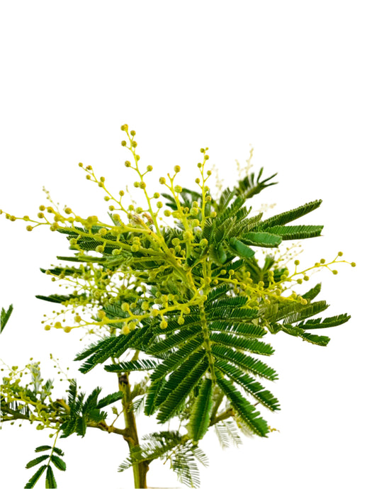 Mimosa Acacia Gaulois dealbata