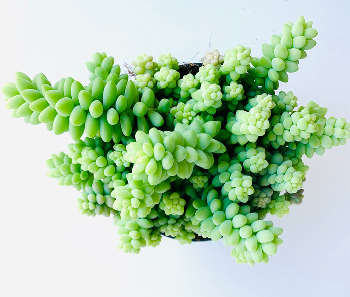 Sedum Burrito aka Burrows tail