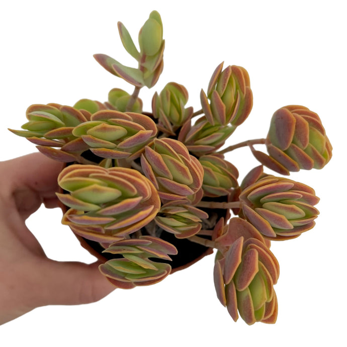 Kalanchoe rotundifolia