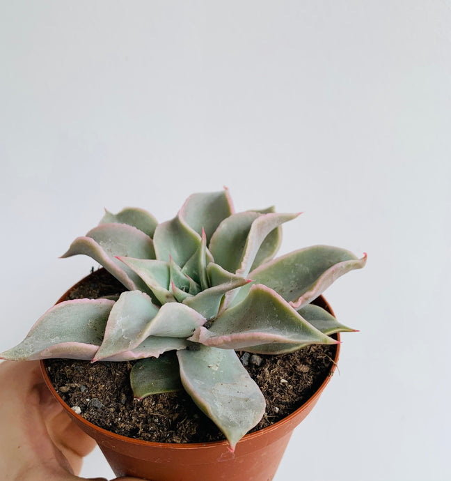 Echeveria Madiba