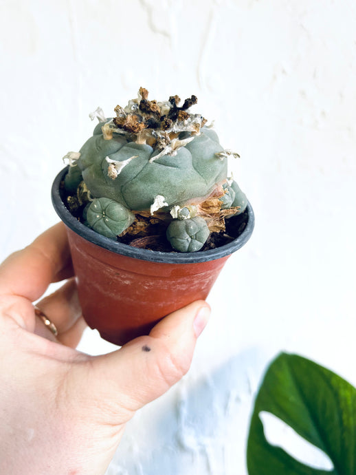 Lophophora Cactus