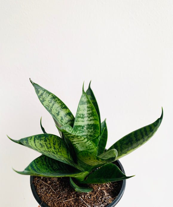 Sansaveria Star Ming green marbel