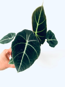 Alocasia Black velvet