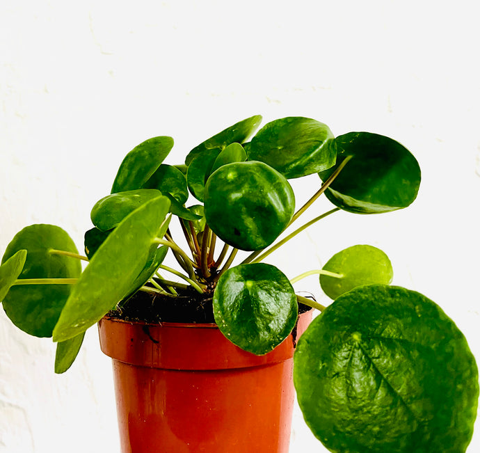 Pilea Peperomoides