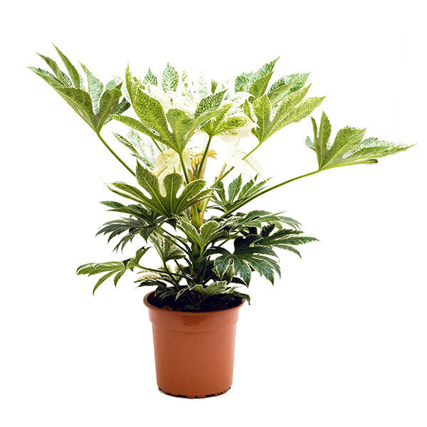 Fatsia Japonica variagata