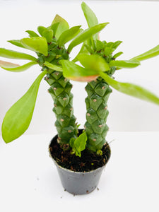 Euphorbia monadenium stapelioides aka monadenium guentherii
