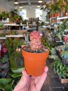 Euphorbia monadenium Ritchei variagata