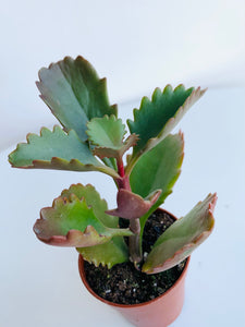 Kalanchoe Rubinea Pinatum