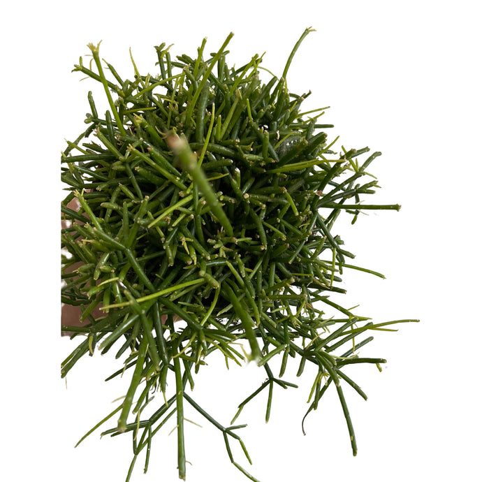 Rhipsalis