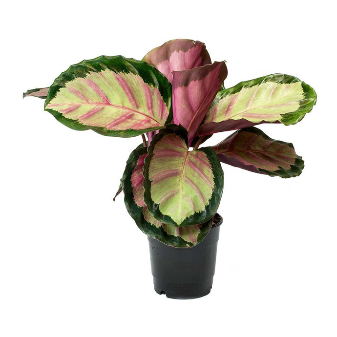 Calathea rosea-picta Rosy