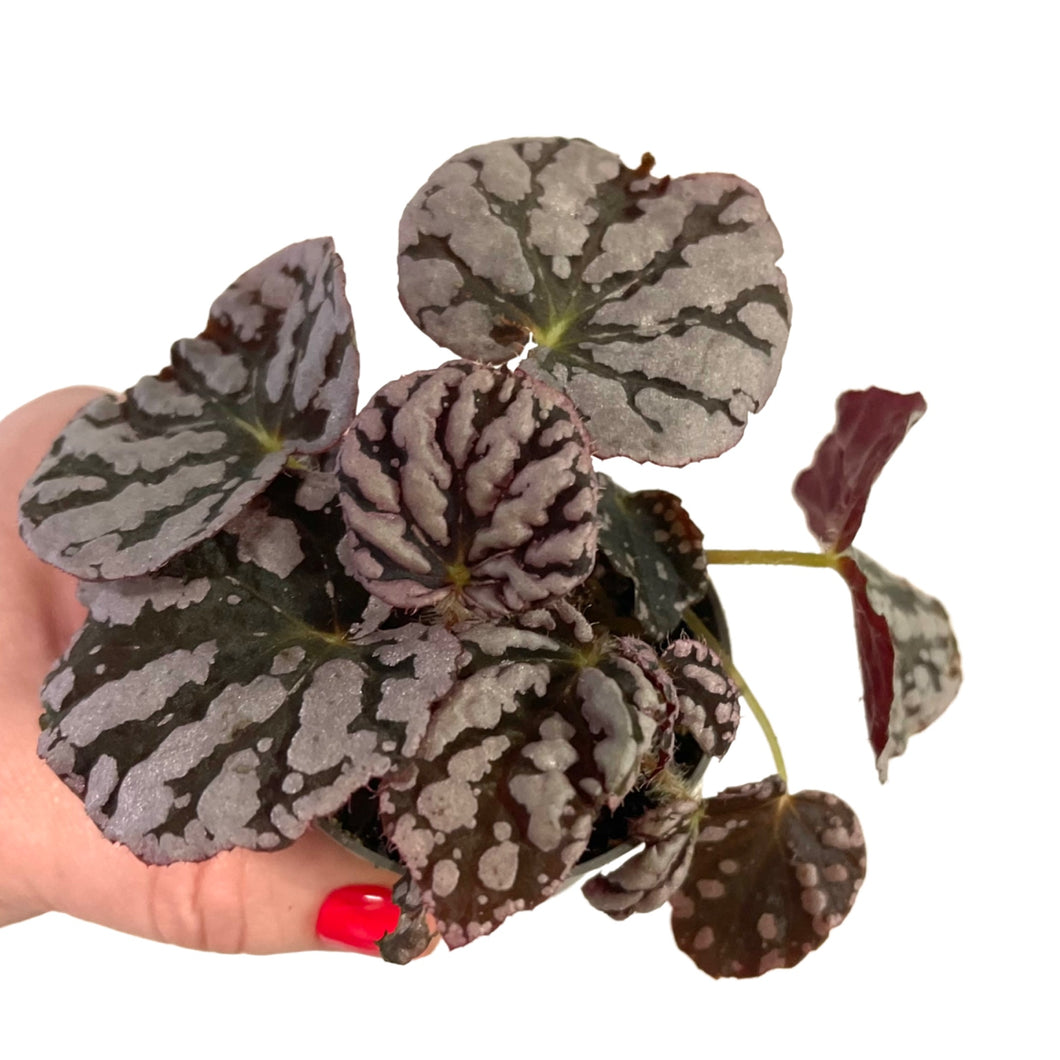 Begonia rex Chao