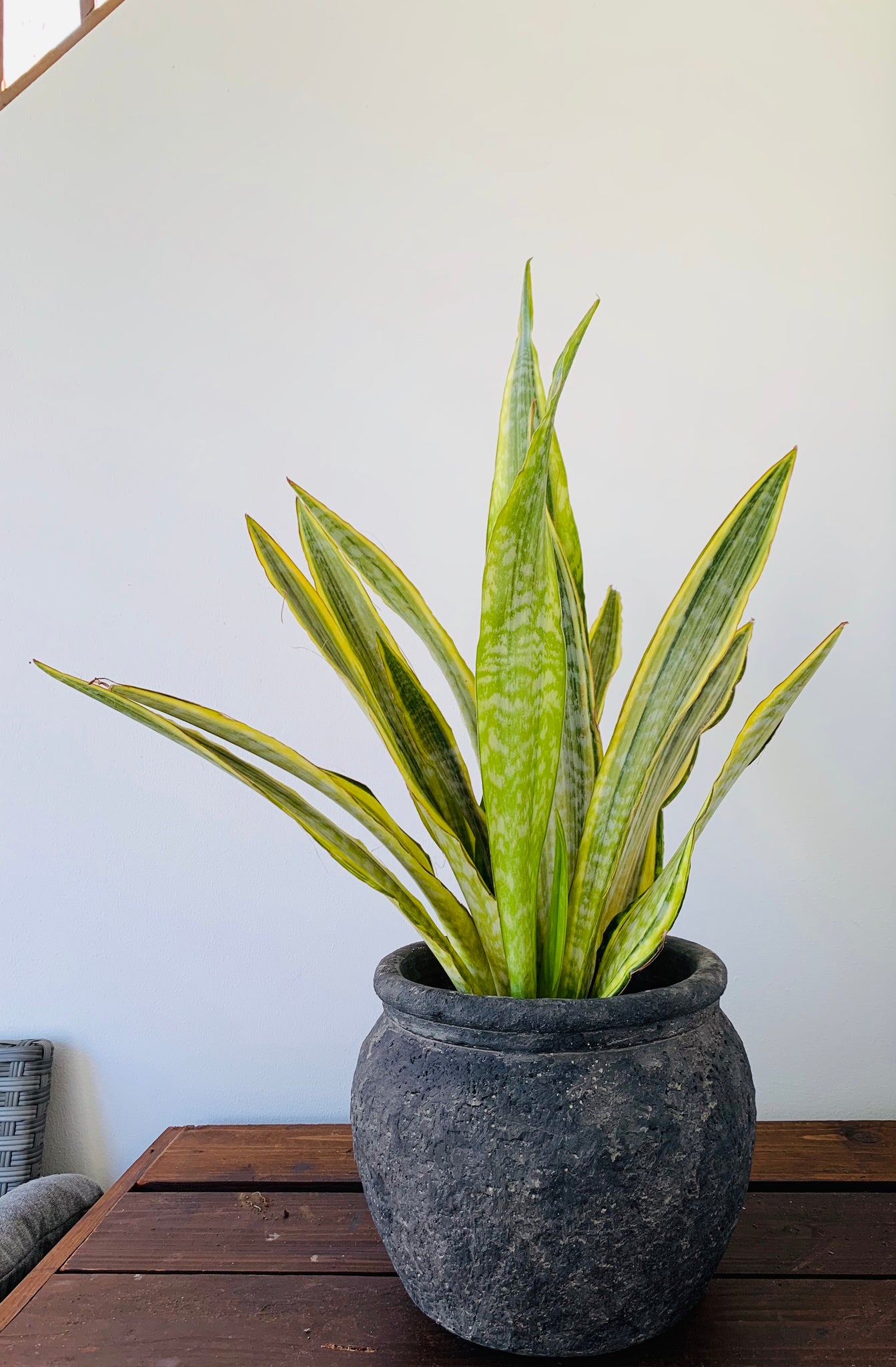 sansevieria aubrytiana lauren Sansevieria Aubrytniana Lauren – Gipsygarden