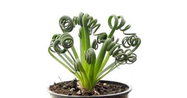 Albuca spiralis Frizzle Sizzle