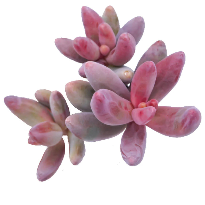 Pachysedum Ganzou