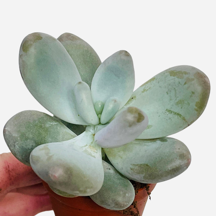 Pachyphytum oviferum