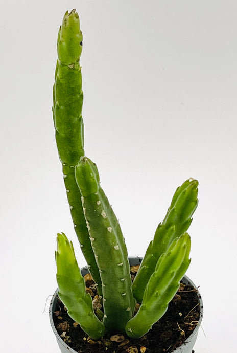 Stapelia Gigantea