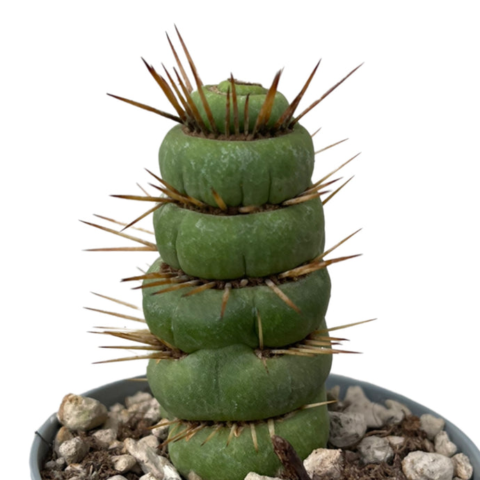 Eulychnia castanea cv. varispiral