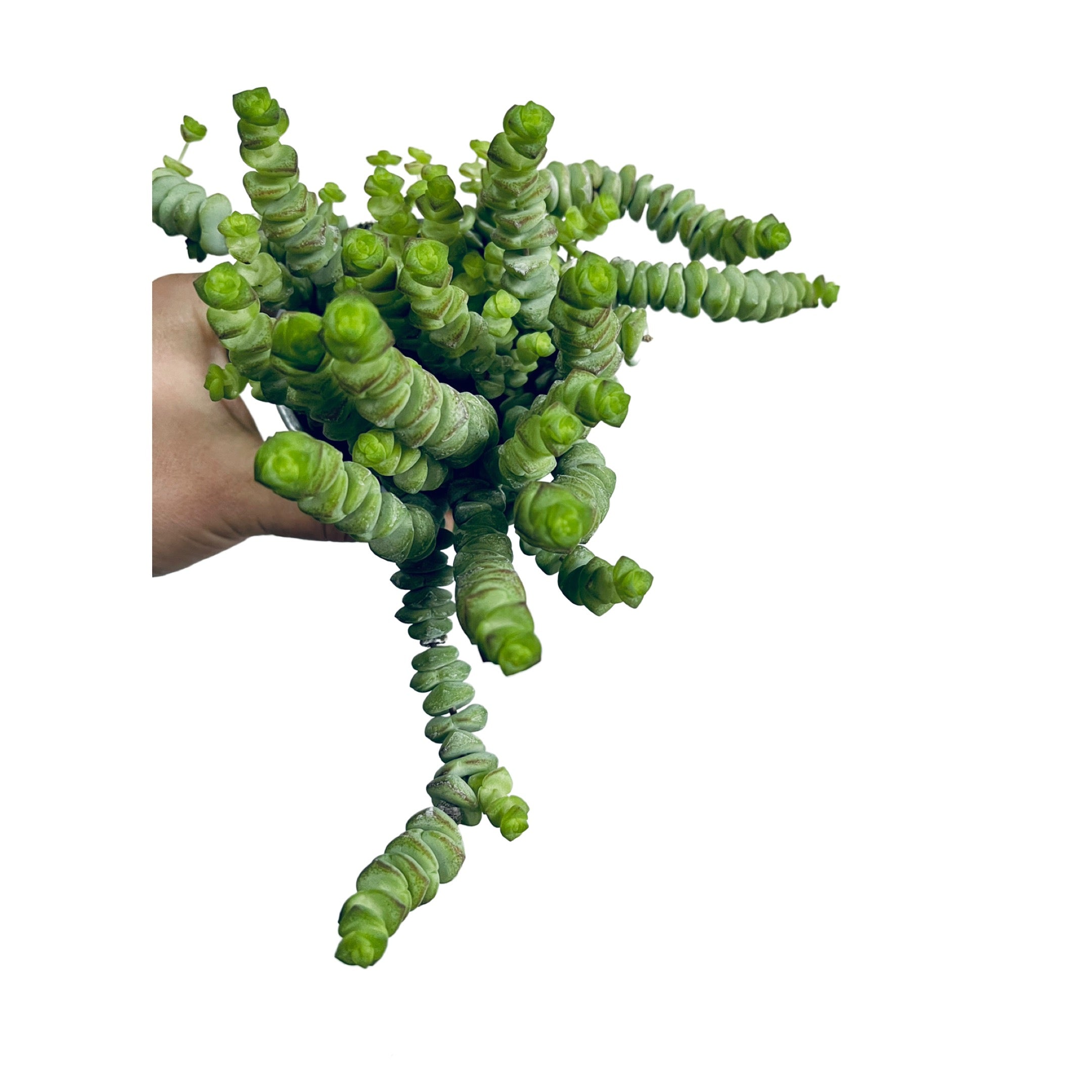 crassula hottentot succulent Crassula Hottentot – Gipsygarden