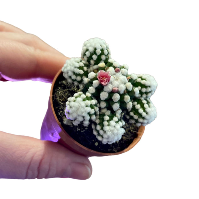 Mammiliaria gracilis Arizona Snow cap