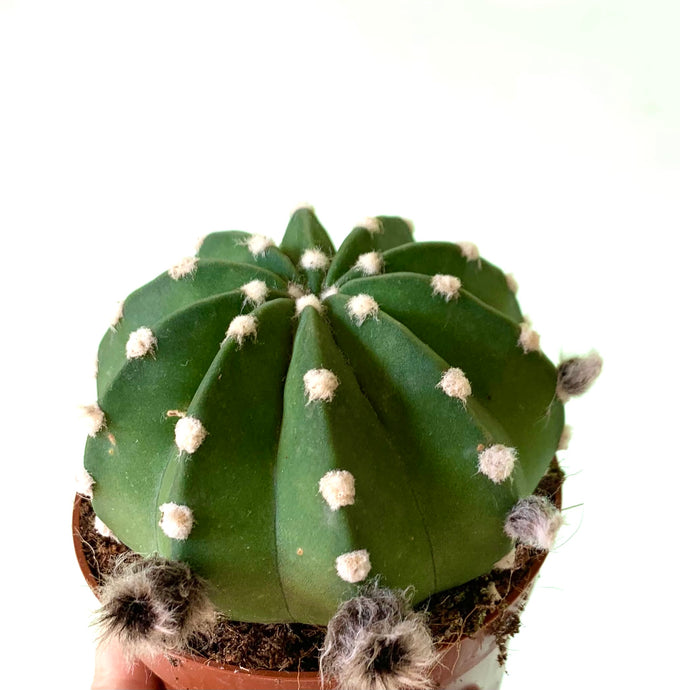 Echinopsis subdenudatum