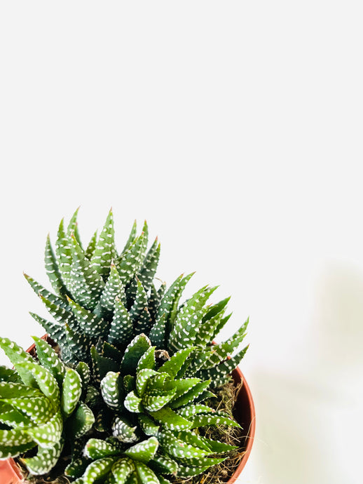 Haworthia Zebrina