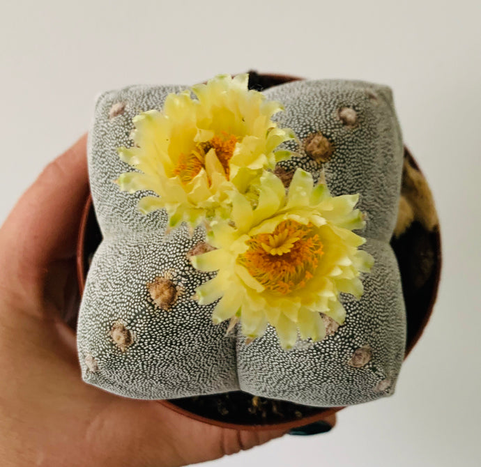 Astrophytum myriostigma quadricostatum