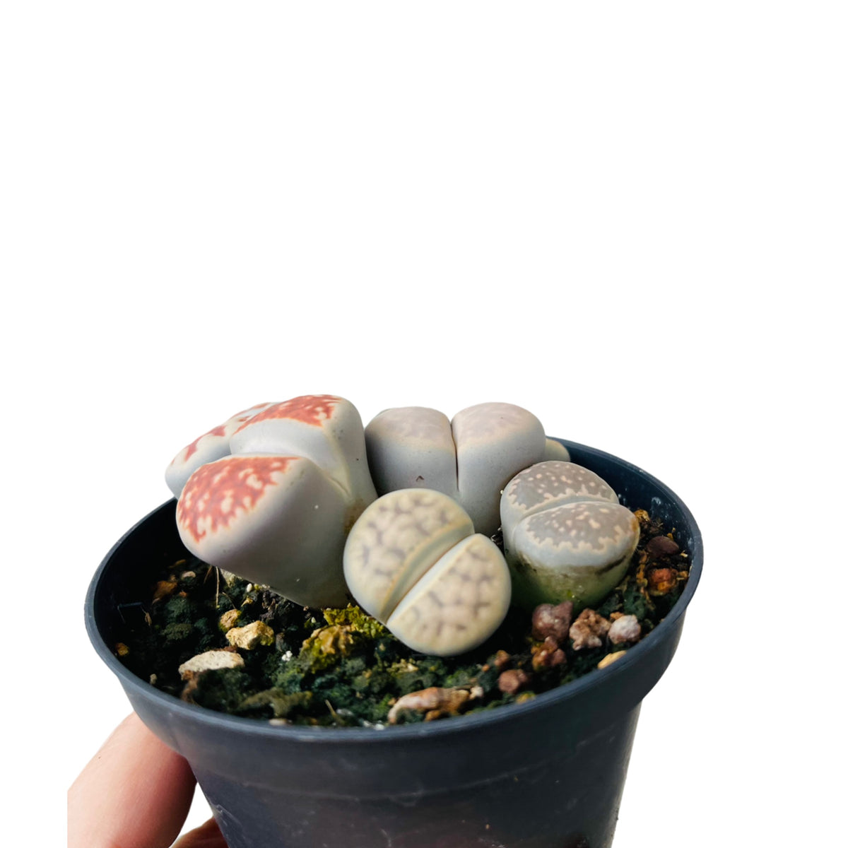 Lithops Ed – Gipsygarden