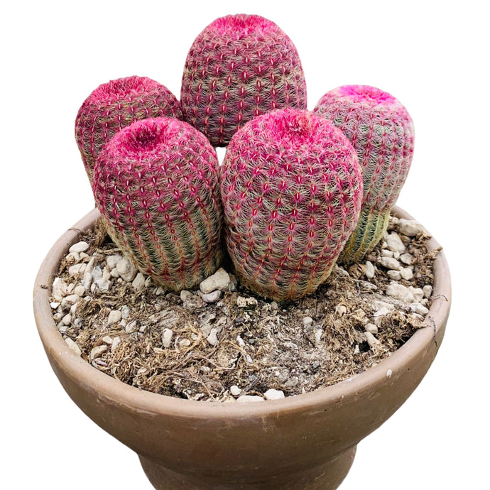 Echinocereus rigidissimus rubispinus