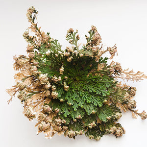 Rose of Jericho Selaginella lepidophyla