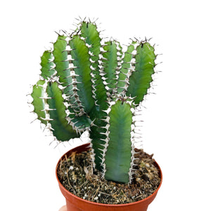 Euphorbia Polyacantha
