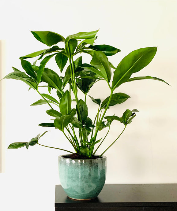 Philodendron goeldii 'Green Wonder'