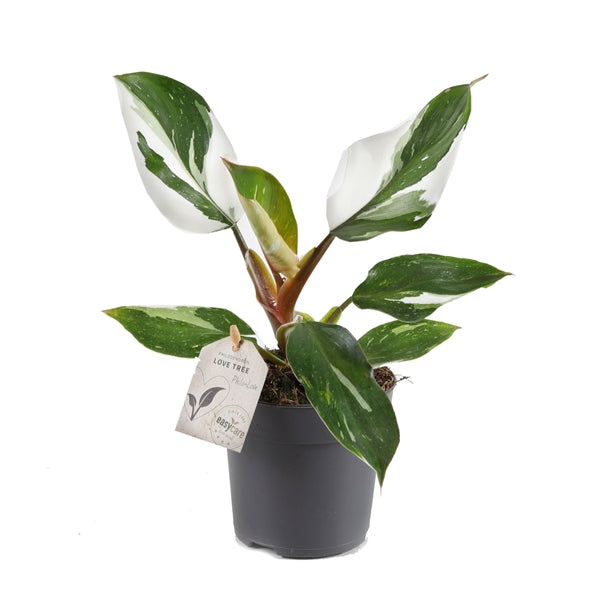 Philodendron White Knight