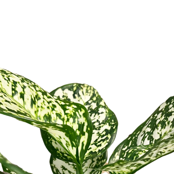 Aglaonema white star