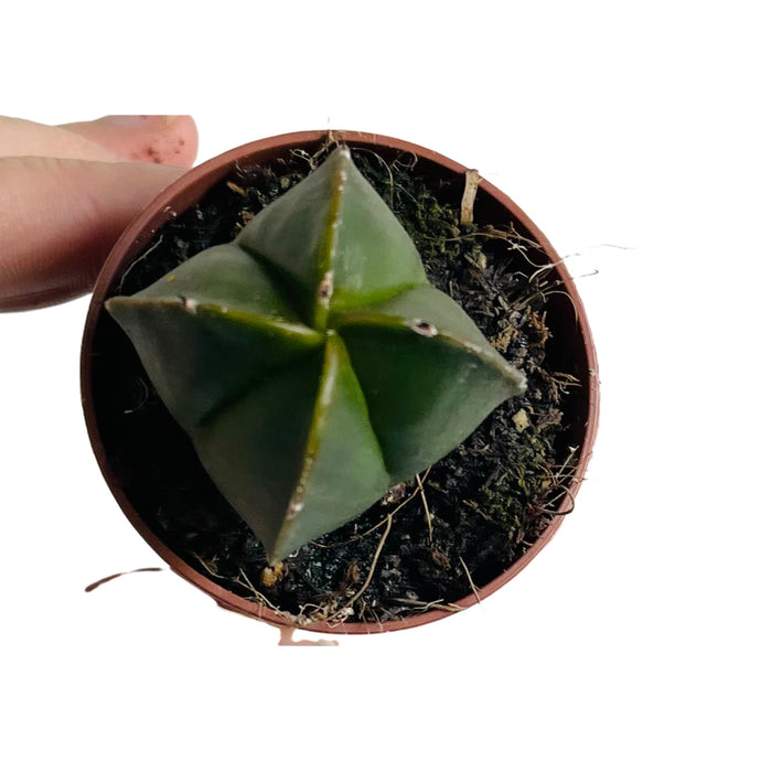 Astrophytum myriostigma nudum quadricostatum