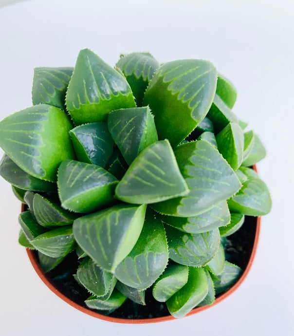 Haworthia Retusa