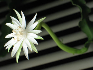 Epiphyllum guatemalense f. Monstrosity