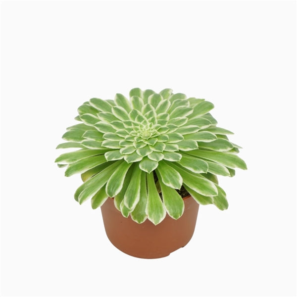 Aeonium Tabuliforme Variegata 10.5Ø 14cm – Gipsygarden