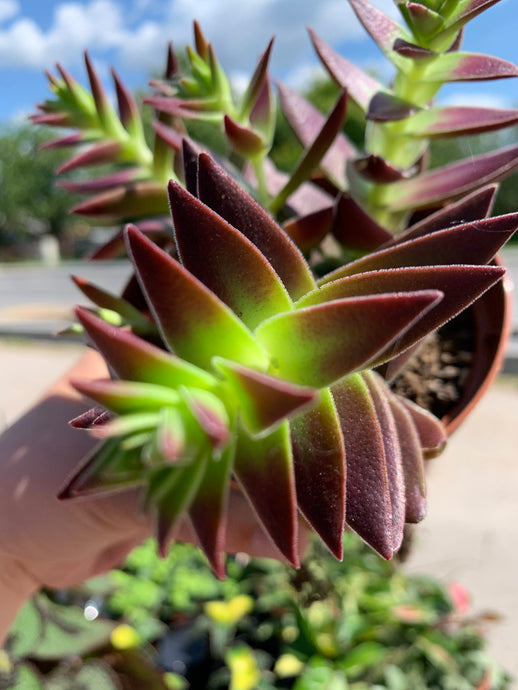 Crassula capitella Thyrsiflora