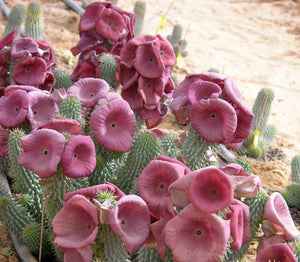 Hoodia Gordonii