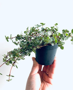 Pilea glaucophylla