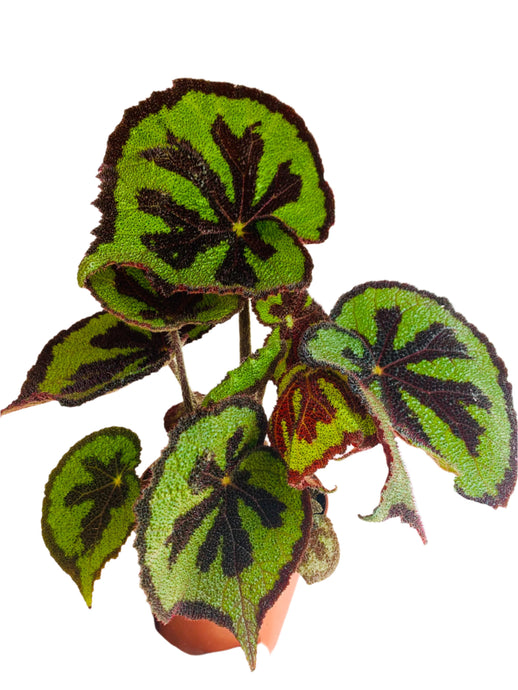 Begonia masoniana