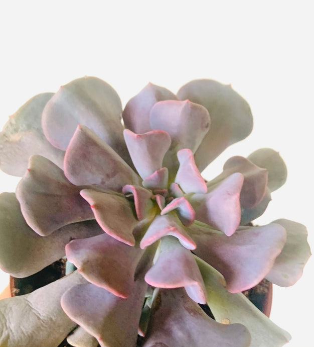 Echeveria Cubic frost