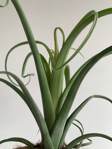 Tillandsia Curly slim